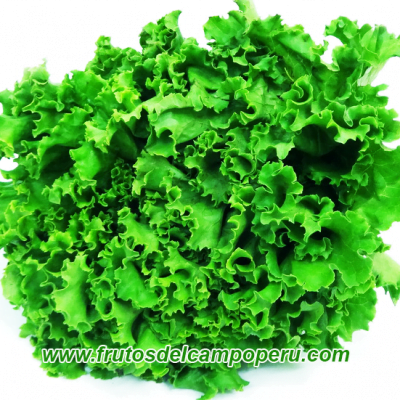 Lechugas Crespa unidad