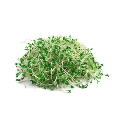 Germinado de alfalfa